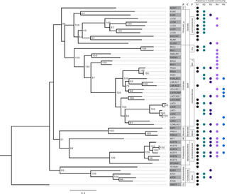 Phylogeny of representative MAGs and their presence in the five different bioreactors
