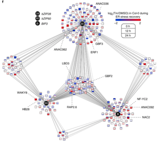 A TF network underlying the UPR. 