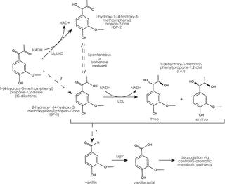 Model for G-diketone metabolism by N. aromaticivorans.