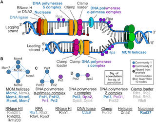 Extensive coevolution in DNA replication genes.