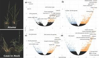 Photographs and volcano plots of switchgrass (Panicum virgatum)