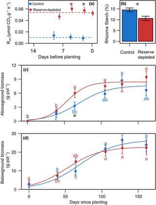 Reserve-depleted and control rhizome respiration and biomass characteristics 