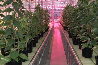 Rows of potted poplar trees in a greenhouse