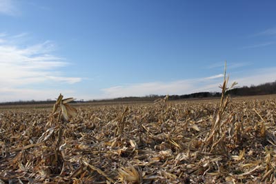 Corn Stover