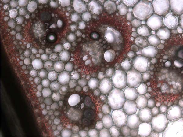 Corn Stover Cross-Section
