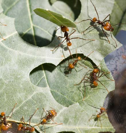 Leaf Cutter Ants