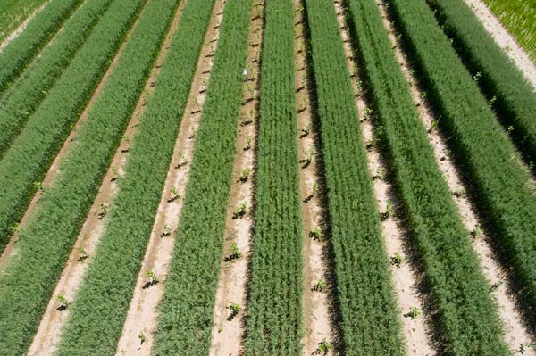Poplar Field