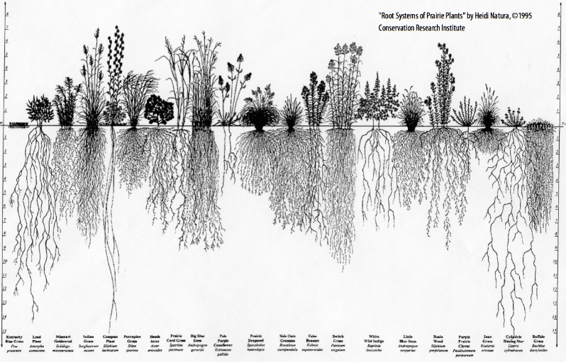 Root Depth Model