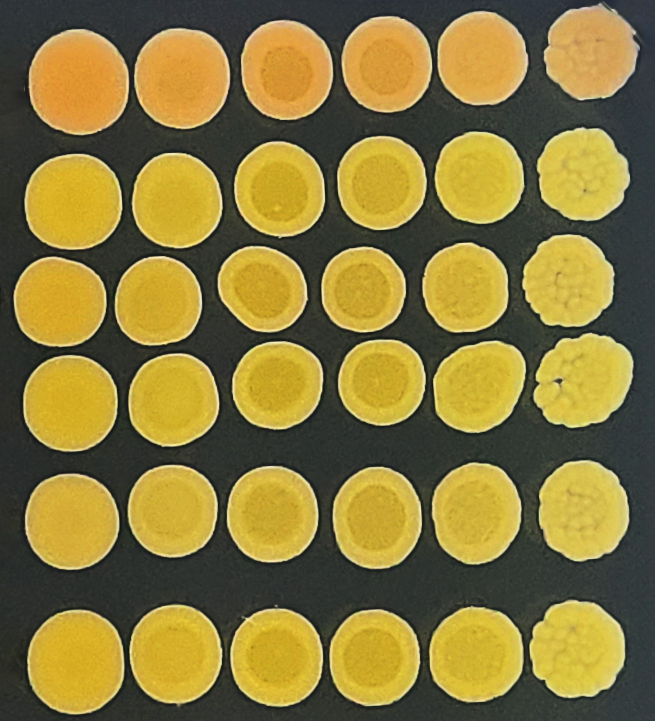 36 yellow circular shapes arranged in a six-by-six grid on a black background.