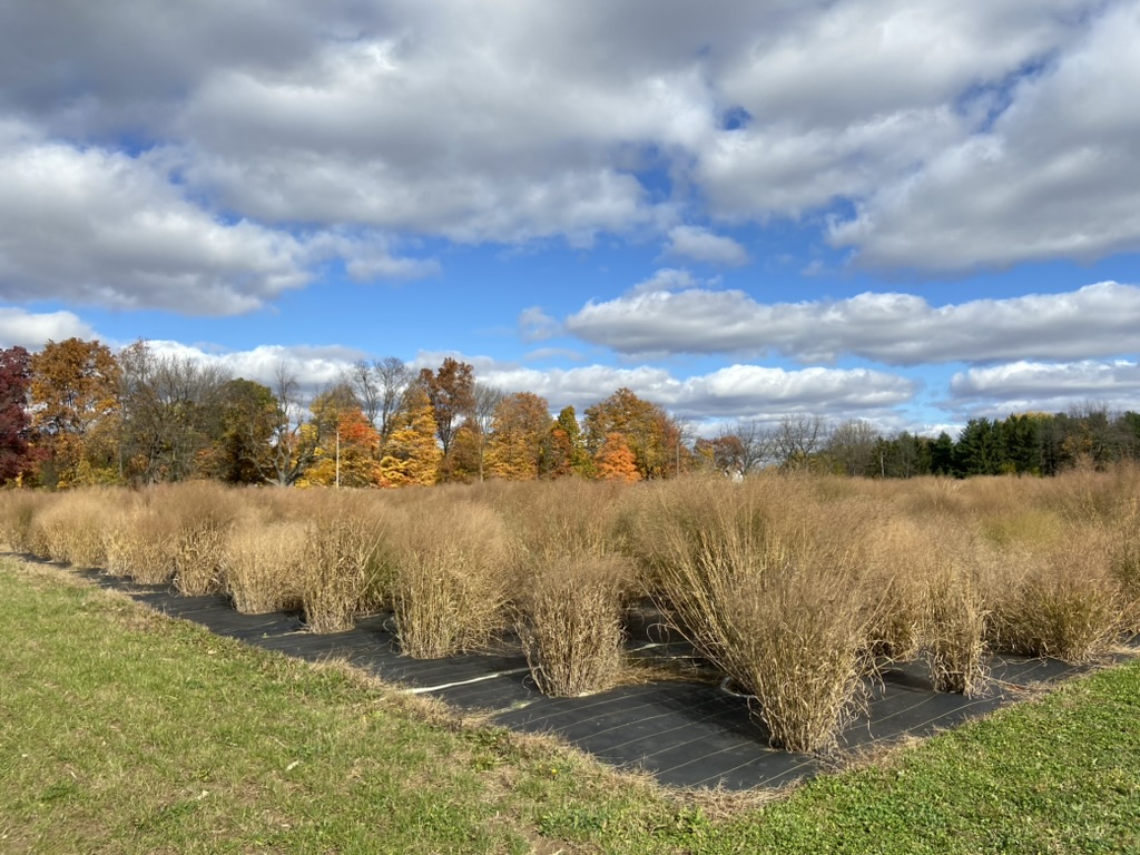 Rows of brown switchgrass plants are evenly spaced in a grid pattern on black landscape fabric in a field, with colorful autumn trees and cloudy blue sky in background