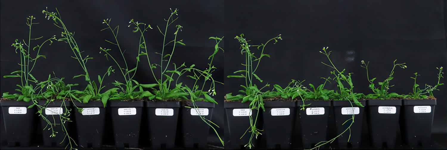 Various Arabidopsis genotypes after six weeks of growth