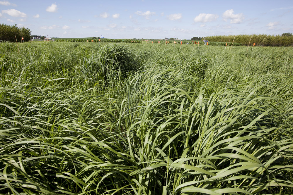 Switchgrass at Arlington Agricultural Research Station