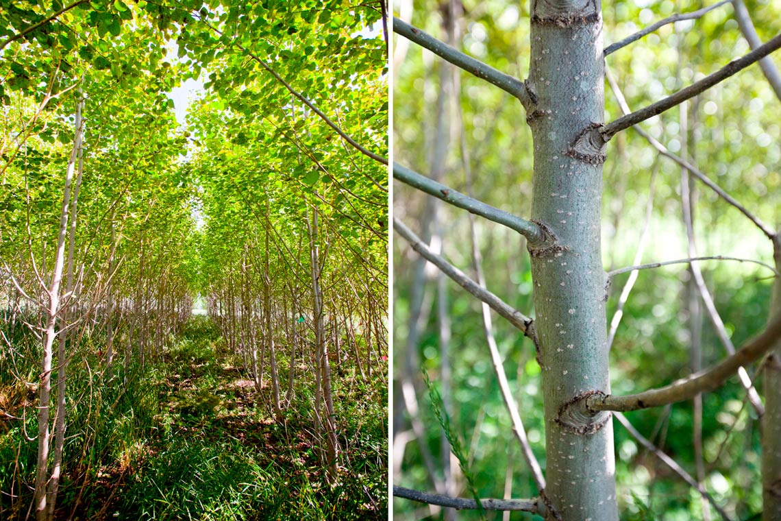 Poplar trees at Arlington Agricultural Research Station