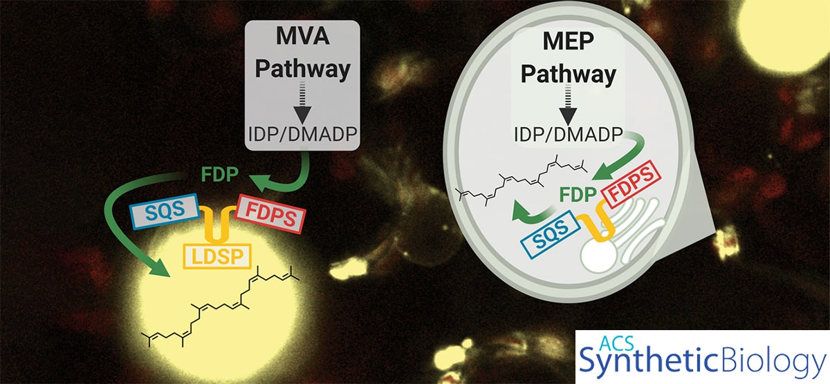 Illustration demonstrating a MEP pathway with yellow globes in the bottom left and top right, with arrows pointing to small yellow dots showing squalene production on lipid droplets attached to plant cell organelles.