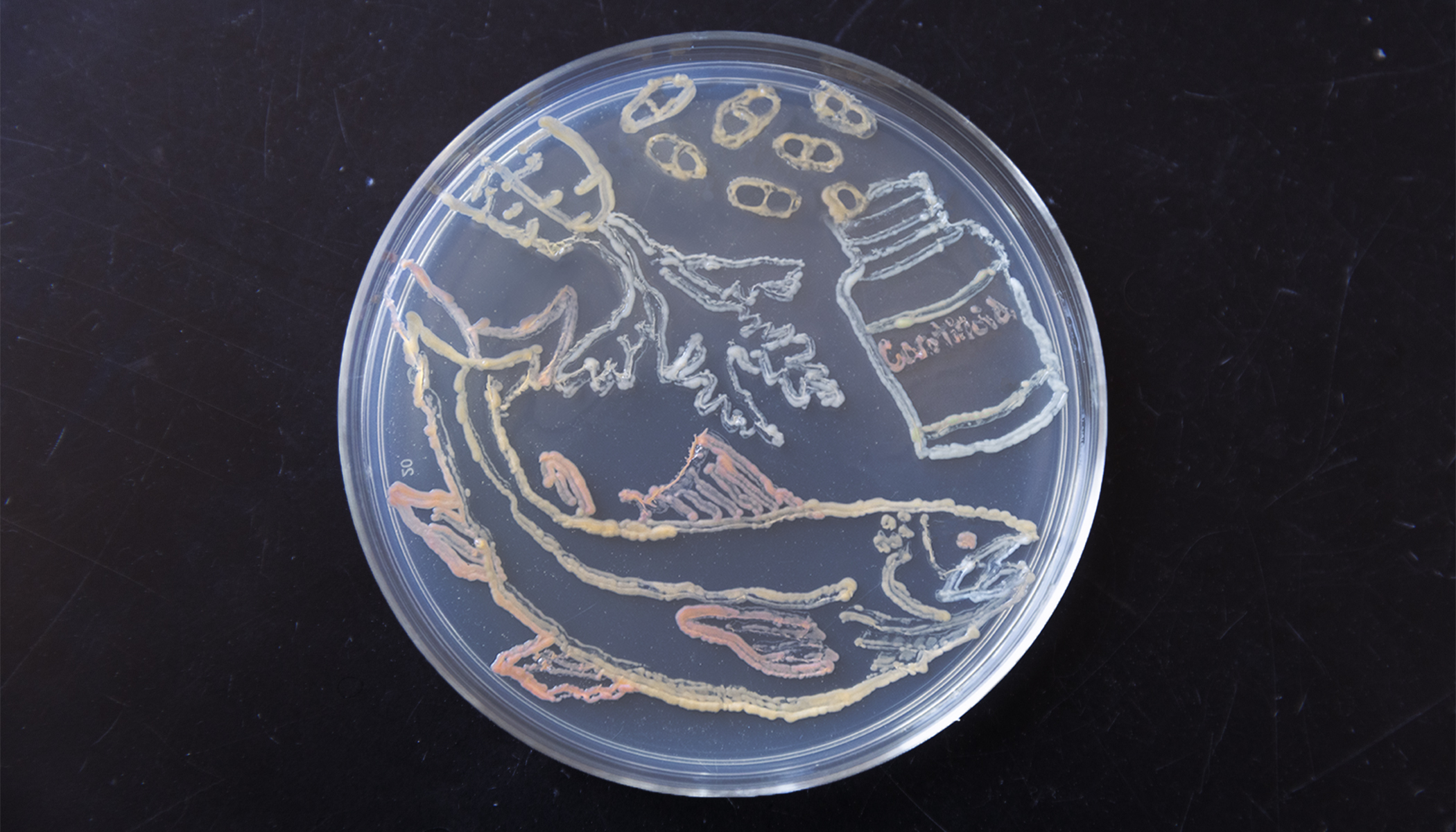 Bacteria cultured on an apgar plate in the shape of a fish, a carrot, and a bottle of pills