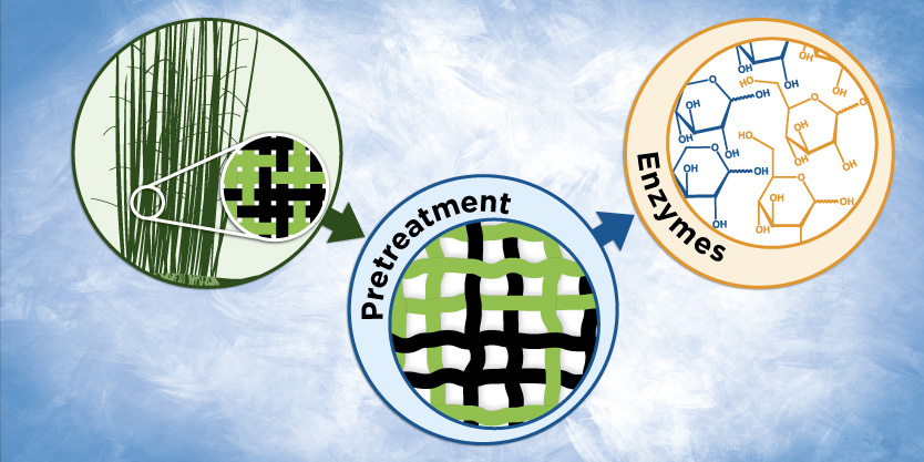 At GLBRC, engineers and enzymologists are collaborating to design new ways of deconstructing plant biomass into its component sugars. Alkaline pretreatment strategies like AFEX™ are successful at loosening the tightly-packed cell wall components to increase access for enzymes, that further break down cellulose into simple sugars.