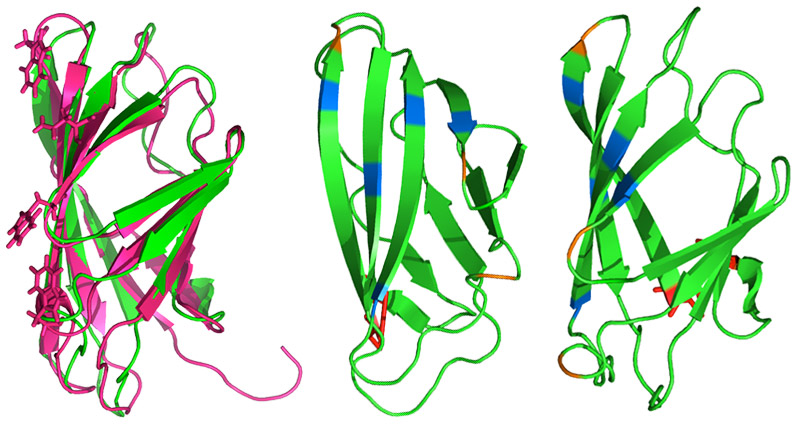 Structural model of a carbohydrate binding module and its conserved residues purportedly involved in binding to cellulose.