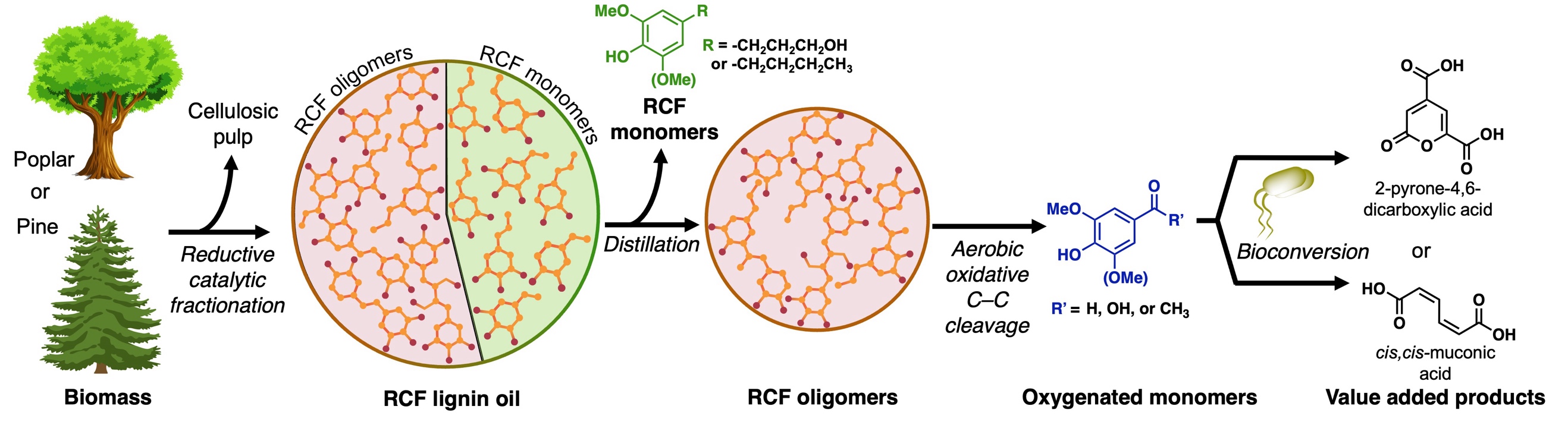 flow chart illustrating the conversion of poplar or pine biomass into value-added products. The process begins with reductive catalytic fractionation of the biomass to produce RCF lignin oil, separating out cellulosic pulp. The oil undergoes distillation to remove monomers, leaving RCF oligomers. These oligomers are then processed through aerobic oxidative C-C cleavage to create oxygenated monomers. Finally, bioconversion turns these monomers into the final products: PDC or muconic acid