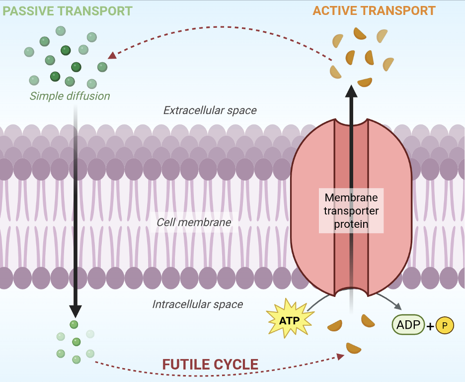 Diagram illustrating passive versus active membrane transport, showing small molecules diffusing down a concentration gradient across a lipid bilayer (passive) or being pumped against a gradient by a membrane transporter using ATP (active), with the resulting futile cycle indicated below.