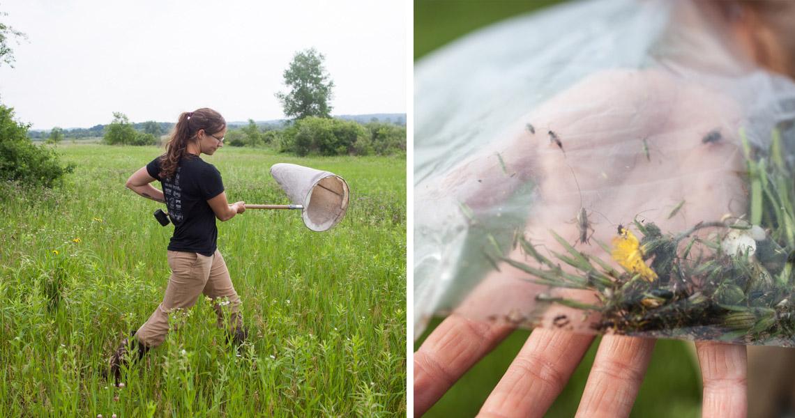 Fieldwork season nets insects, explores bioenergy crop impacts