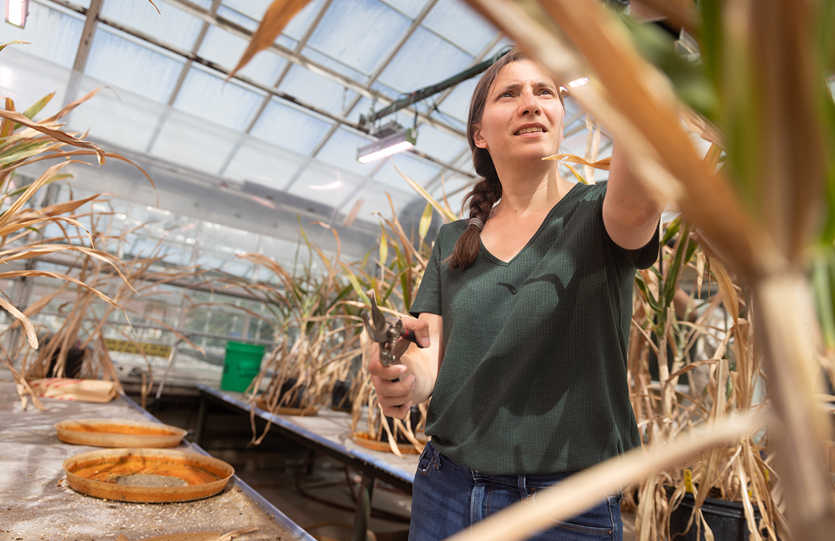 A researcher holding pruning shears examines mature sorghum plants in a greenhouse, photographed from a low angle among the stalks with glass panels visible overhead.