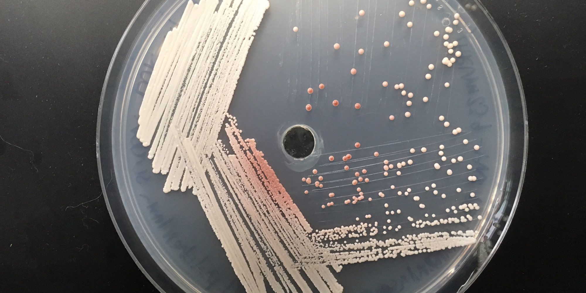 Pulcherrimin-producing yeasts