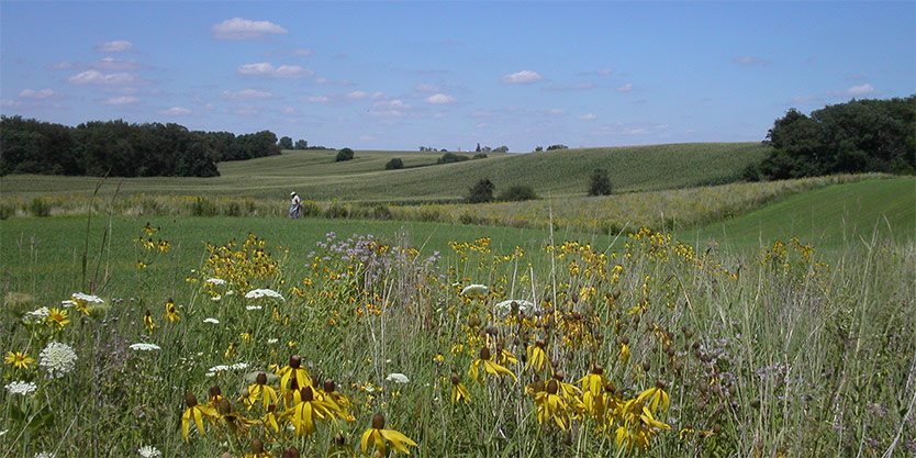 Flower-dotted marginal land in the foreground contrasts sharply with more uniform traditional croplands of corn and alfalfa in the distance. Photo credit: Randy Jackson, GLBRC. 