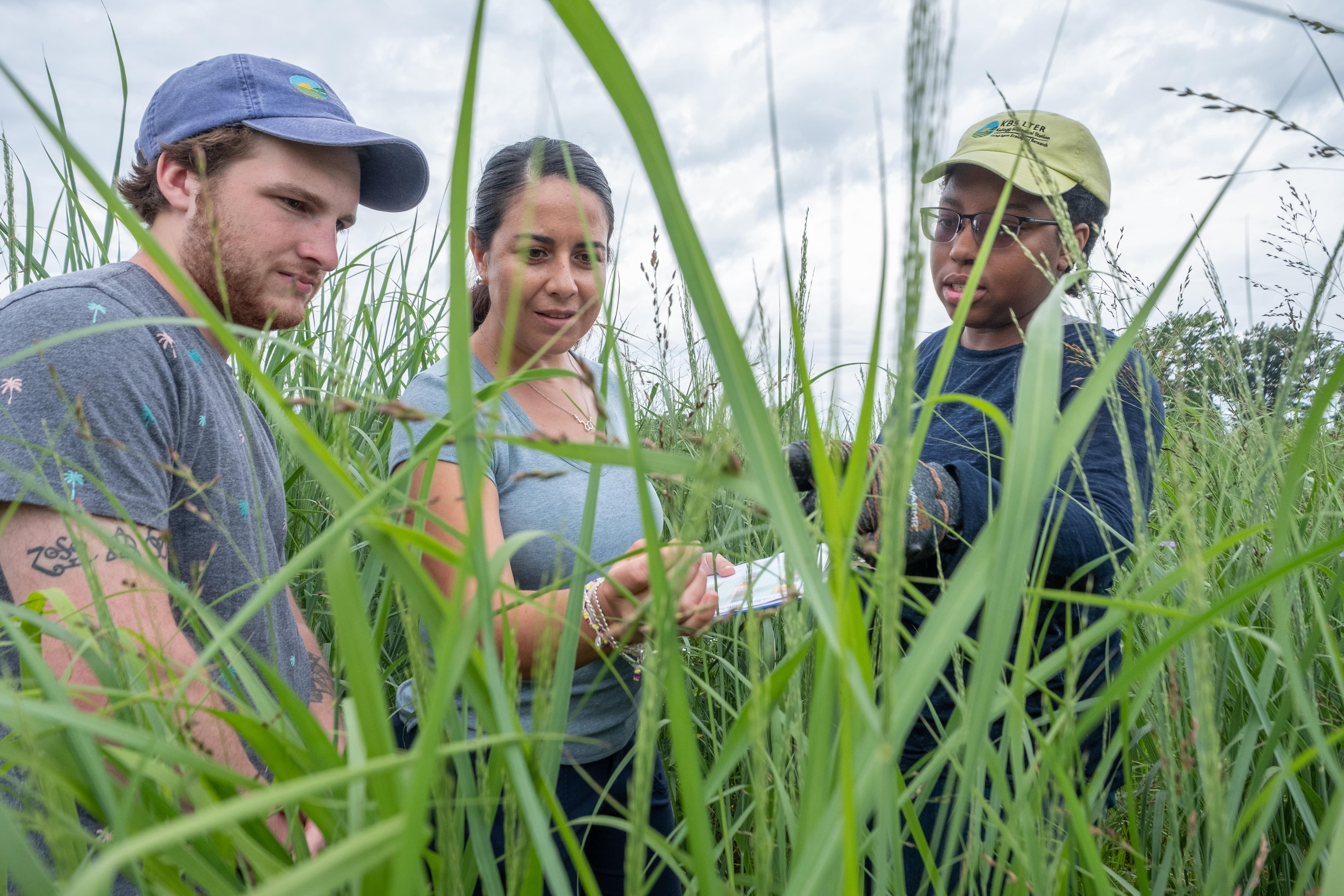 Three researchers examine a small sample or label among tall grasses in an outdoor field setting, photographed from ground level with grass blades in the foreground under a cloudy sky.