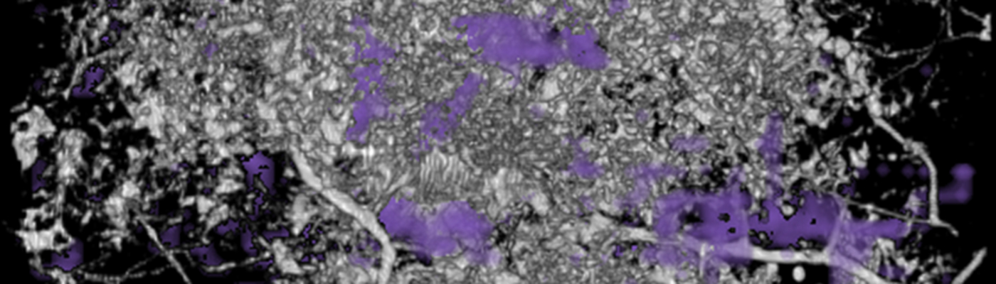 Soil Pores Graphic from Kravchenko et al.