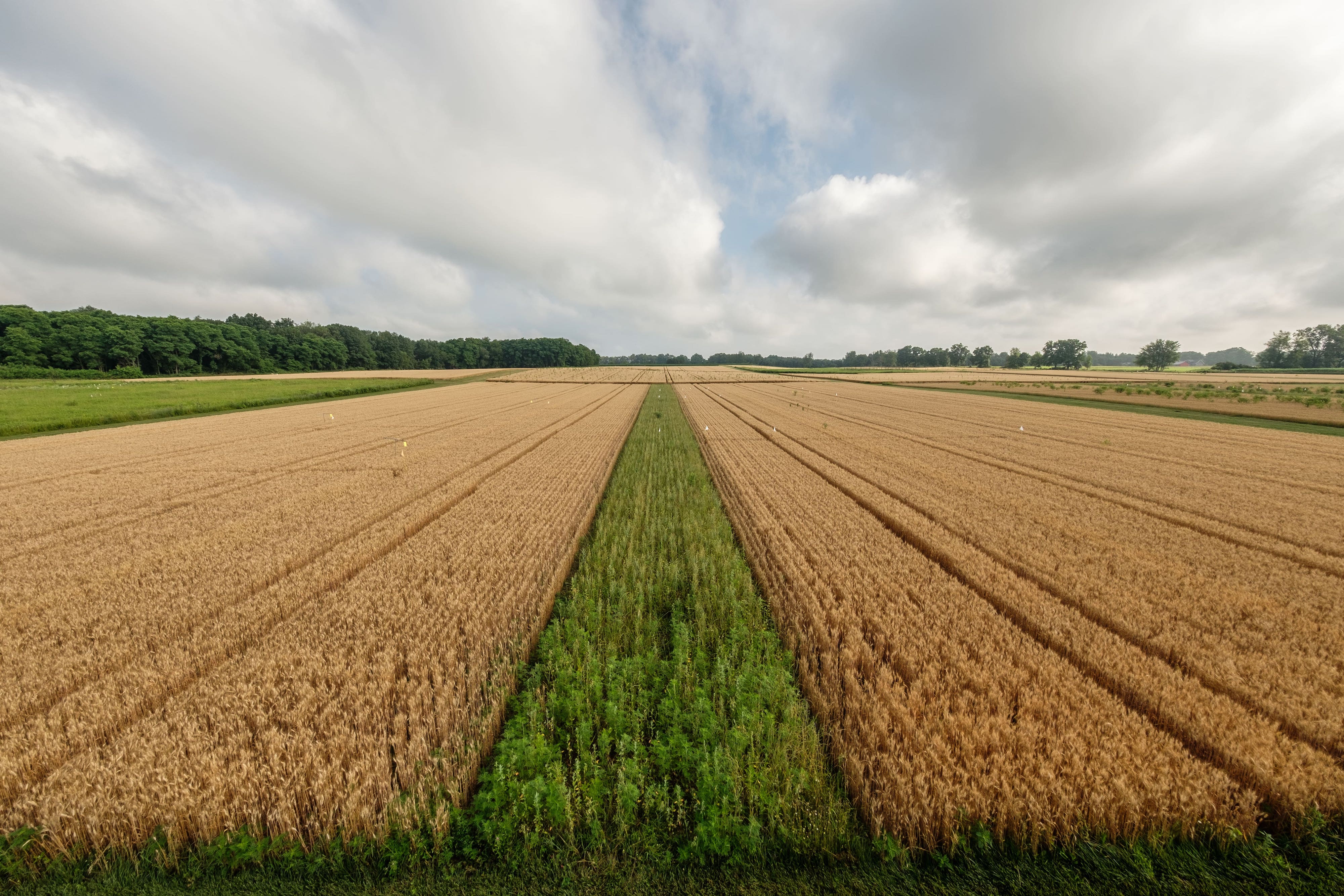 A strip of green prairie grass extends toward the horizon between two larger fields of brown wheat.