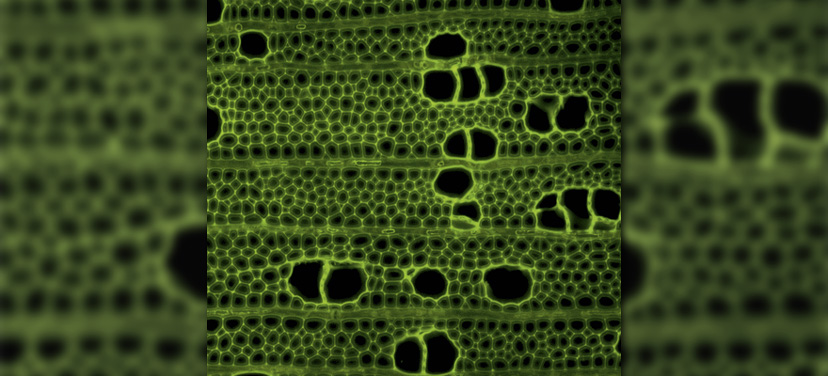 Cross-section of a stem from a field-grown poplar tree deficient in cinnamoyl-coenzyme A reductase (CCR), an enzyme involved in the biosynthesis of the complex polymer lignin, which provides rigidity to the cell walls of plants but limits the processing of plant biomass into biofuels.