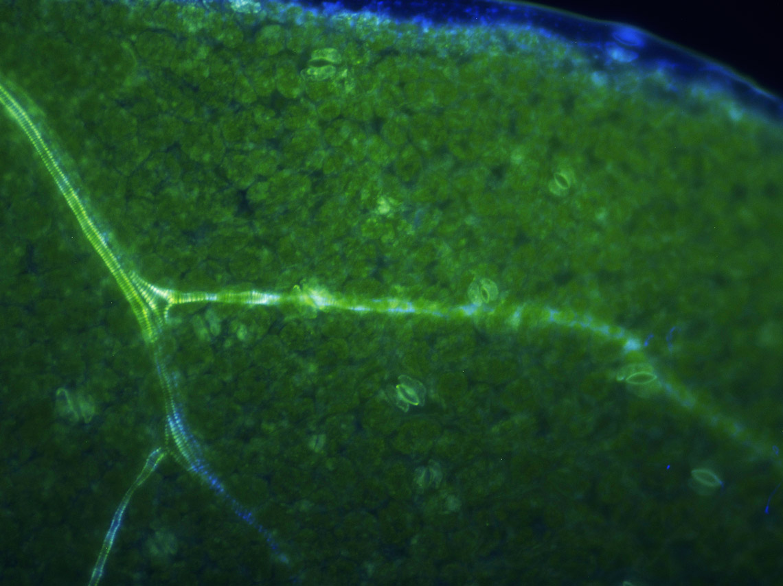 Poplar vascular tissue showing feruloyl-conenzyme A monoloignol transferase expression