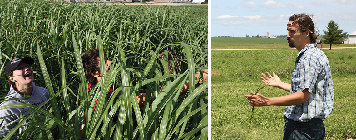 Study Suggests Perennial Crops Compete With Corn