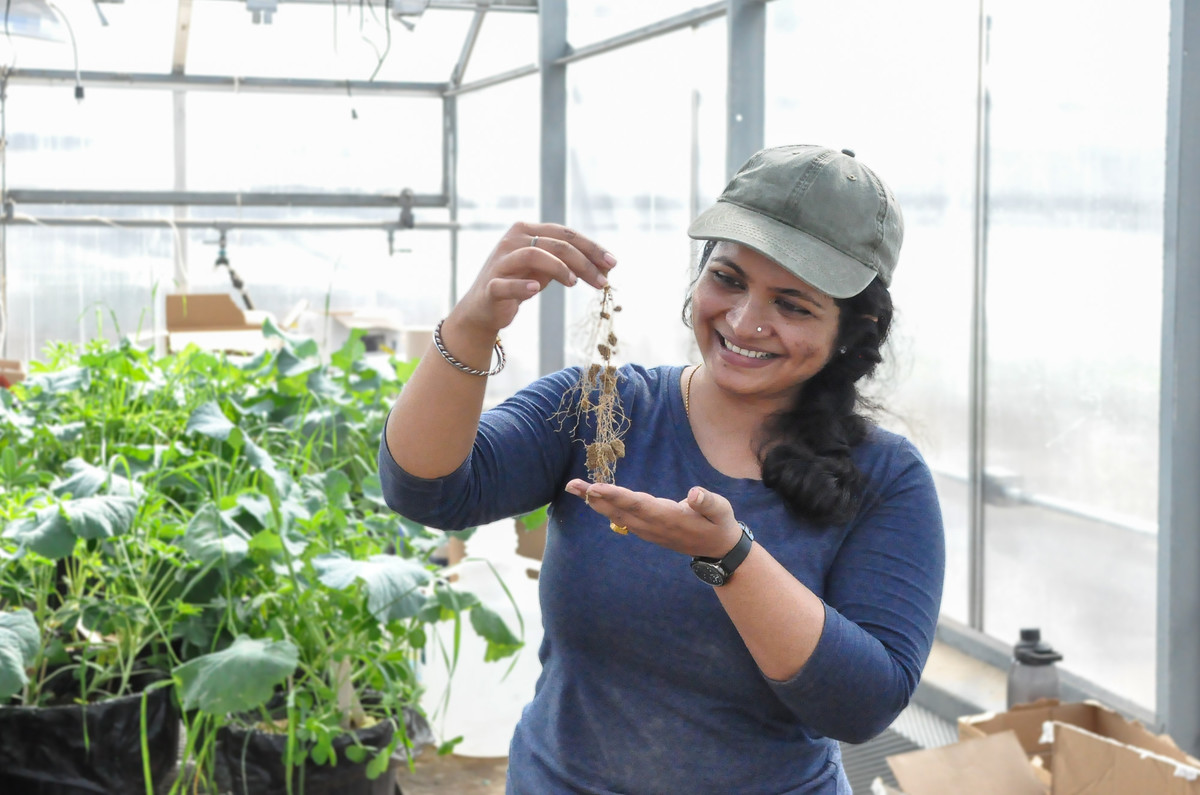 A smiling researcher in a greenhouse holds up a small plant with intact root system and visible root nodules, with potted plants visible in the background.