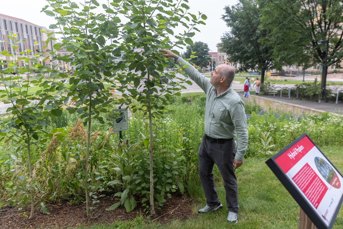 Man standing next to a group of young poplar trees with his arm extended to just above his head