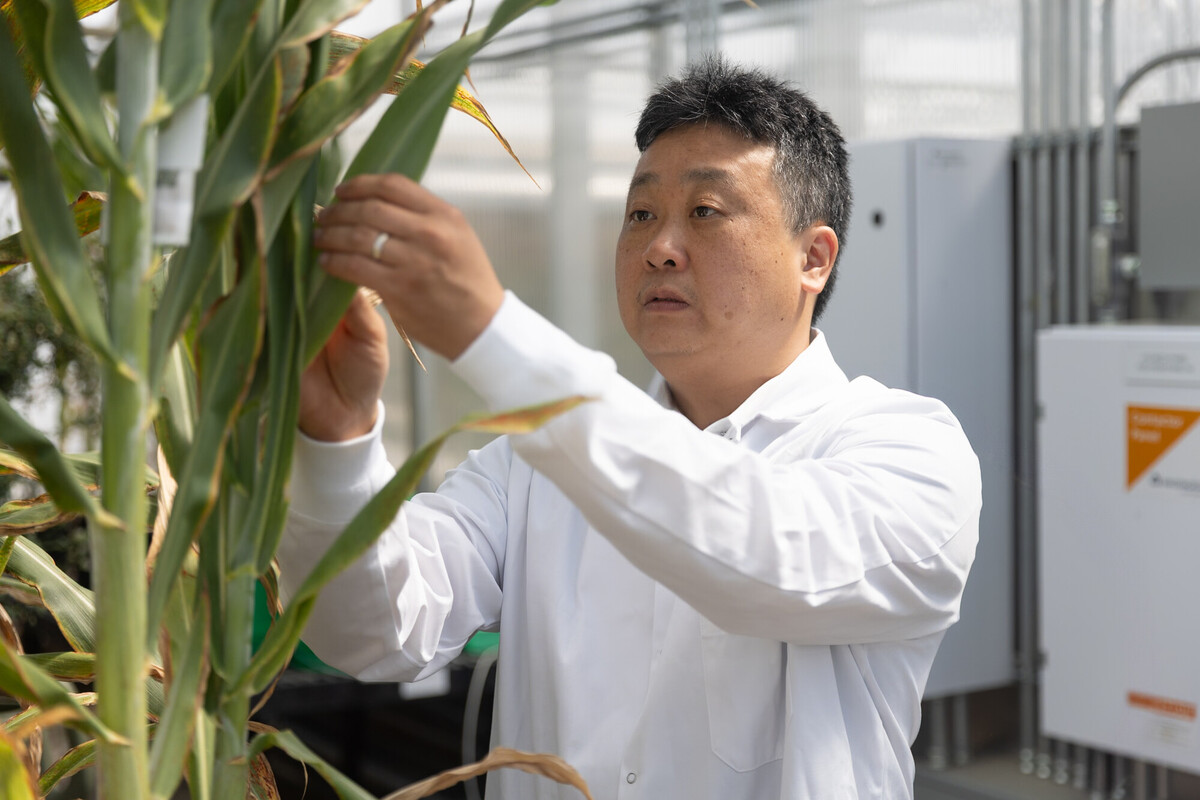 A researcher in a white lab coat examines a sorghum plant stalk in a greenhouse, photographed through surrounding foliage with climate control equipment visible in the background.