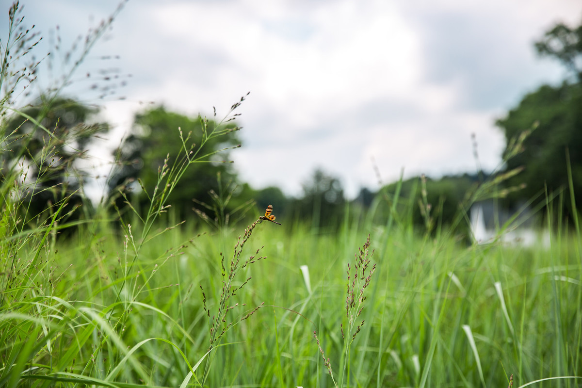 An insect lands on a flowering blade in a field of green switchgrass