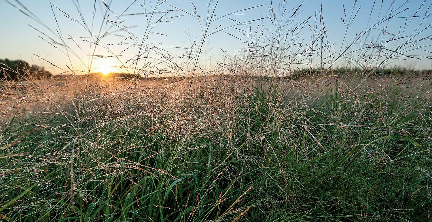 A field of switchgrass at sunrise
