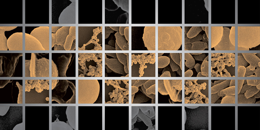 Our experts are examining both biological and chemical approaches to fuel production, including fermentation of biomass-derived sugars and direct chemical synthesis of fuels from biomass. By exploring biological and chemical pathways in parallel, we are working to create a suite of technology options for converting cellulosic biomass into advanced fuels.