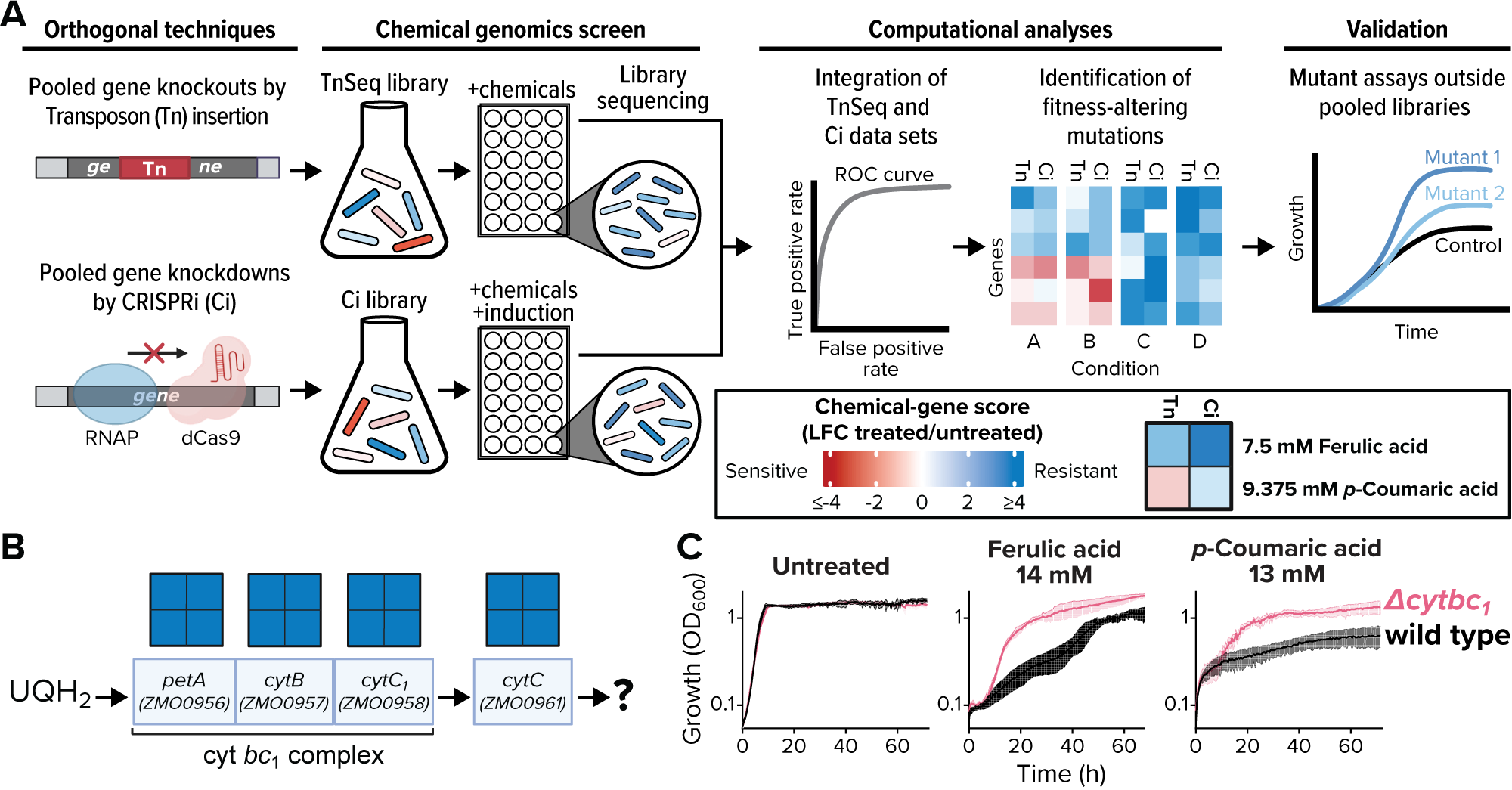 Schematic of chemical genomics screening workflow. Panel A shows methodology: pooled gene knockouts (TnSeq) and knockdowns (CRISPRi) create libraries treated with chemicals, followed by sequencing, computational analysis via ROC curves, and identification of fitness-altering mutations, with final validation through growth assays. Panel B depicts the ubiquinone biosynthesis pathway, highlighting cytochrome bc₁ complex components (petA, cytB, cytC₁) and cytC, with UQH₂ as substrate. Panel C presents growth cu