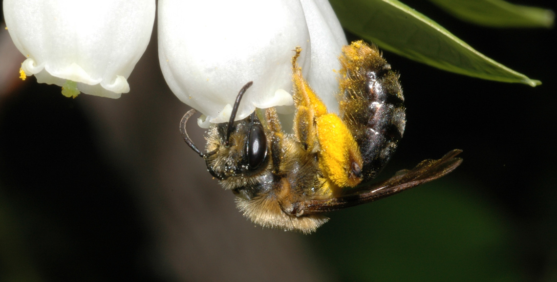 Improving bee habitat can boost biofuel and food crop production. Photo courtesy of Rufus Isaacs.