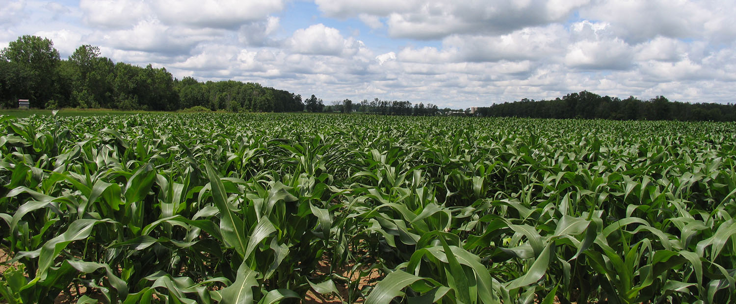 A cornfield near Kellogg Biological Station, Michigan State University