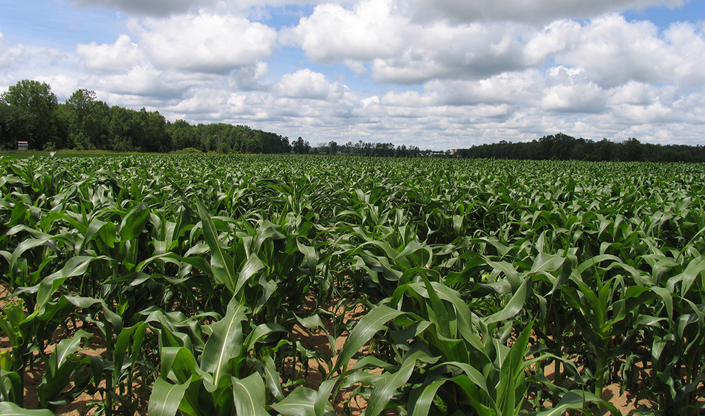 Corn crop