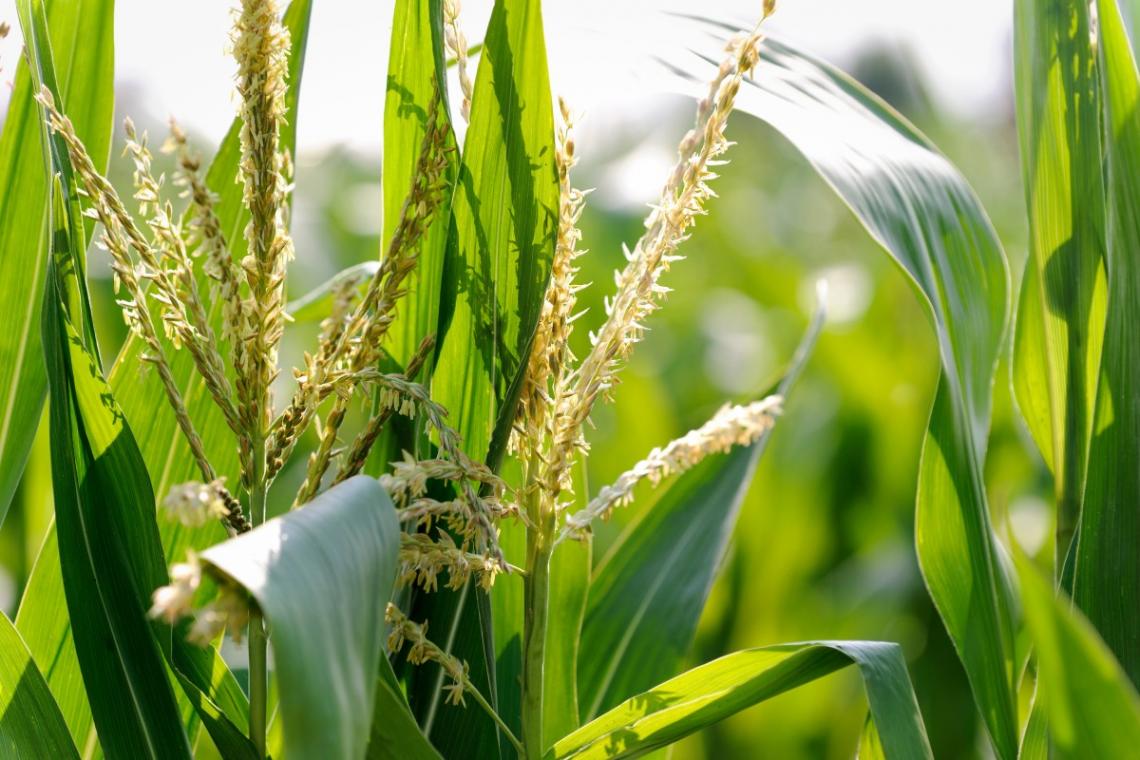 Corn crops in Wisconsin