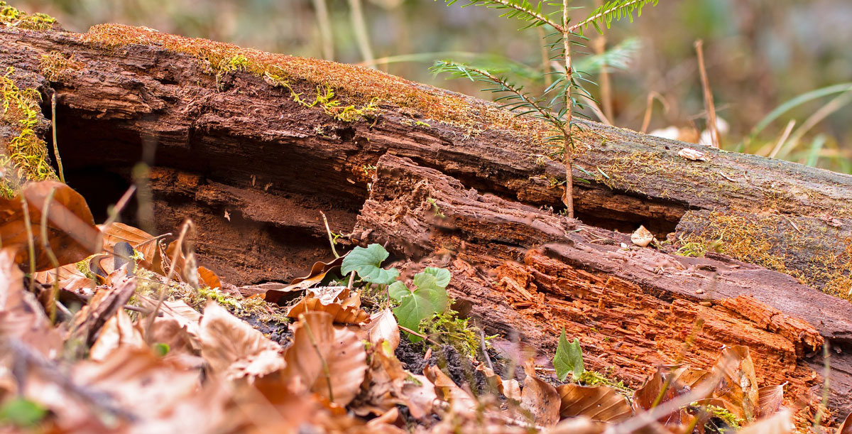 Wood decomposition