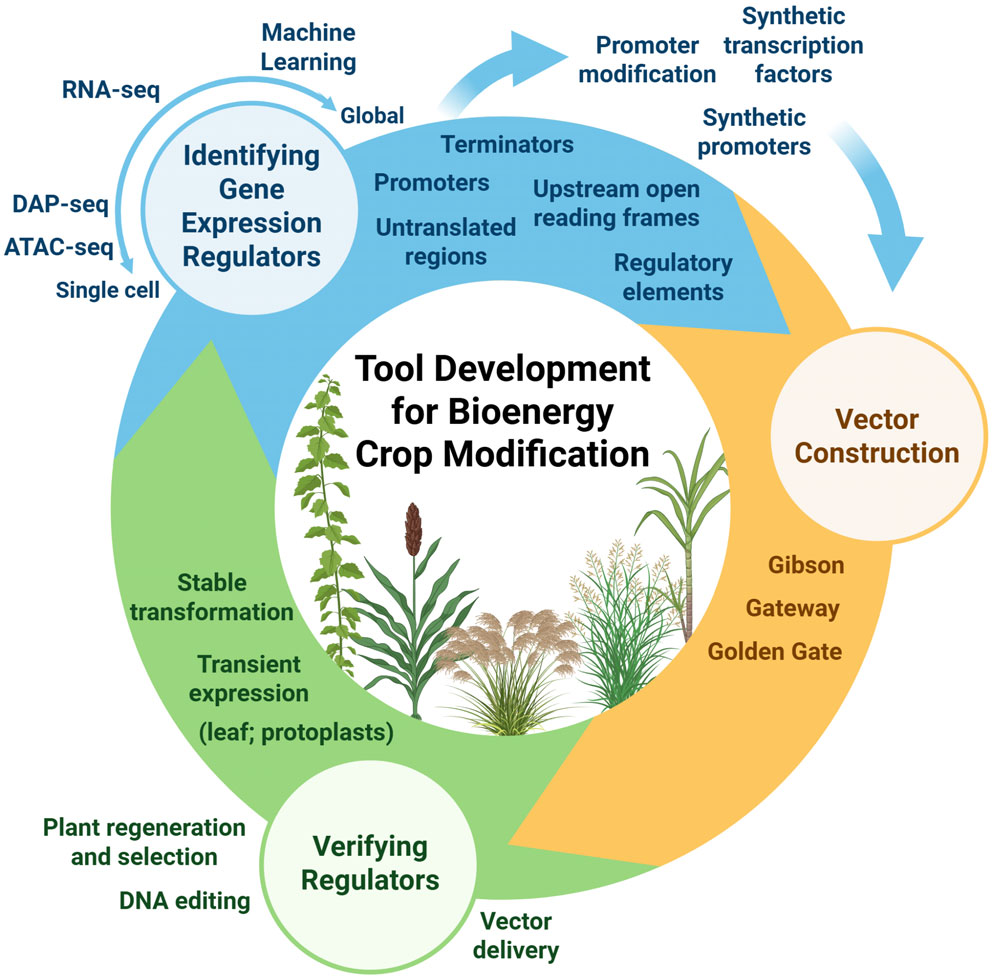 circular diagram outlines tools for bioenergy crop modification, detailing the identification of gene expression regulators, vector construction, verification of regulators, and plant transformation. It showcases a cyclical process from discovery to application, using techniques like RNA-seq, Gibson assembly, and DNA editing.