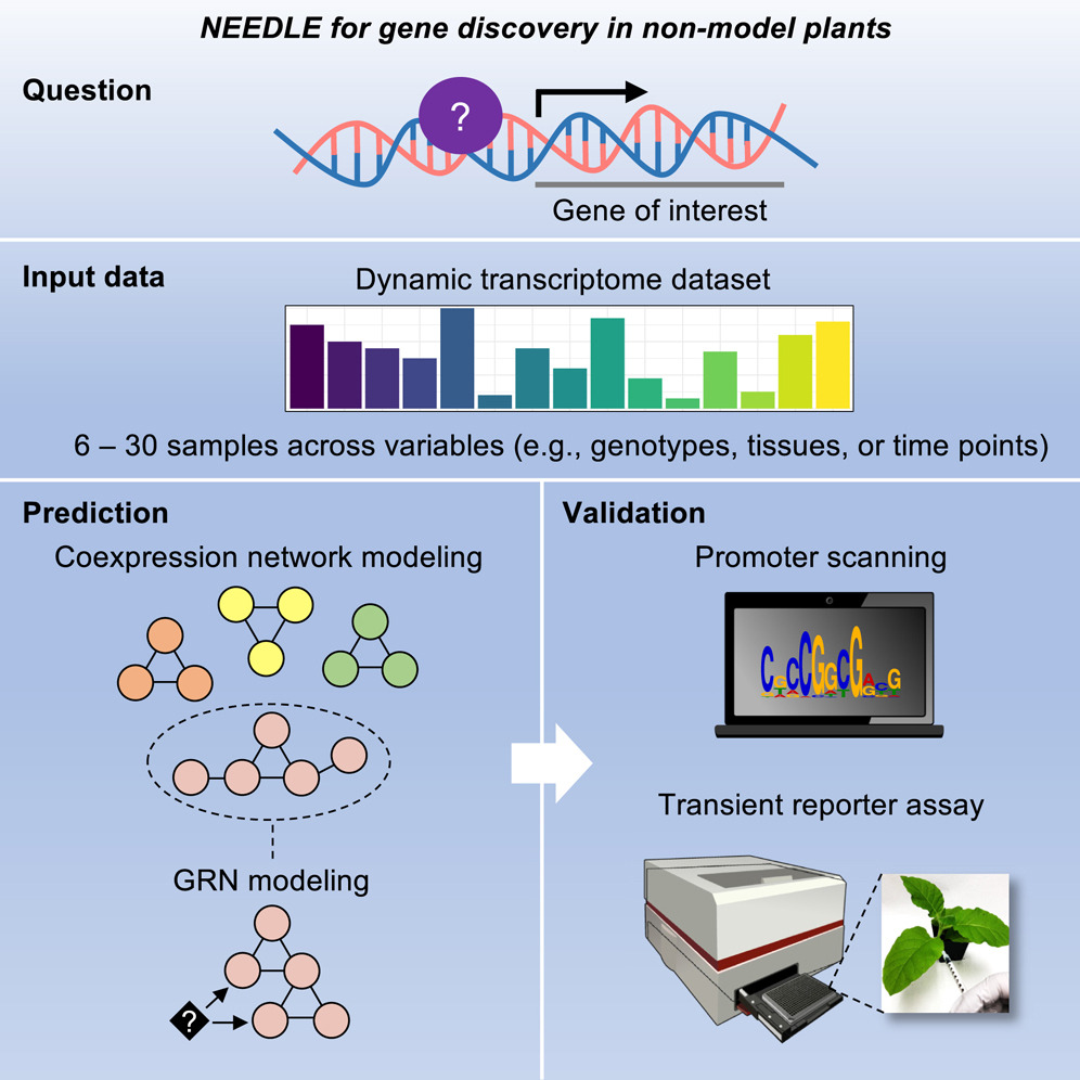 Schematic showing six steps in the NEEDLE pipeline: 1, transcriptomic profiling with dynamics; 2, coexpression network inference; 3, functional annotation of each module; 4, GRN construction in modules of intersest; 5, incorporating cistromes into GRNs; 6, functional characterization in planta