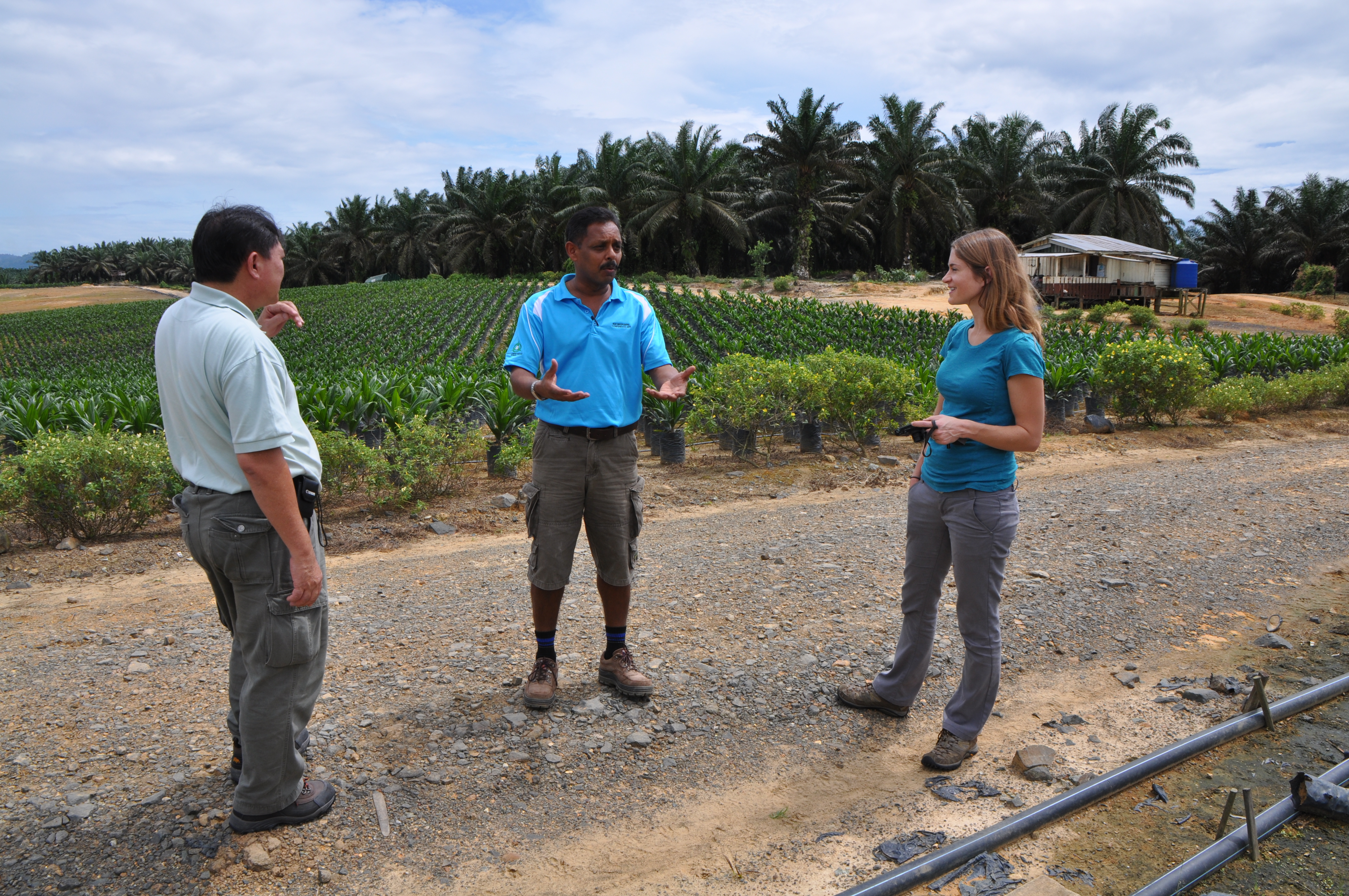 Three people converse outdoors at a tropical agricultural site, with rows of oil palm seedlings in a nursery and mature oil palm trees visible in the background.