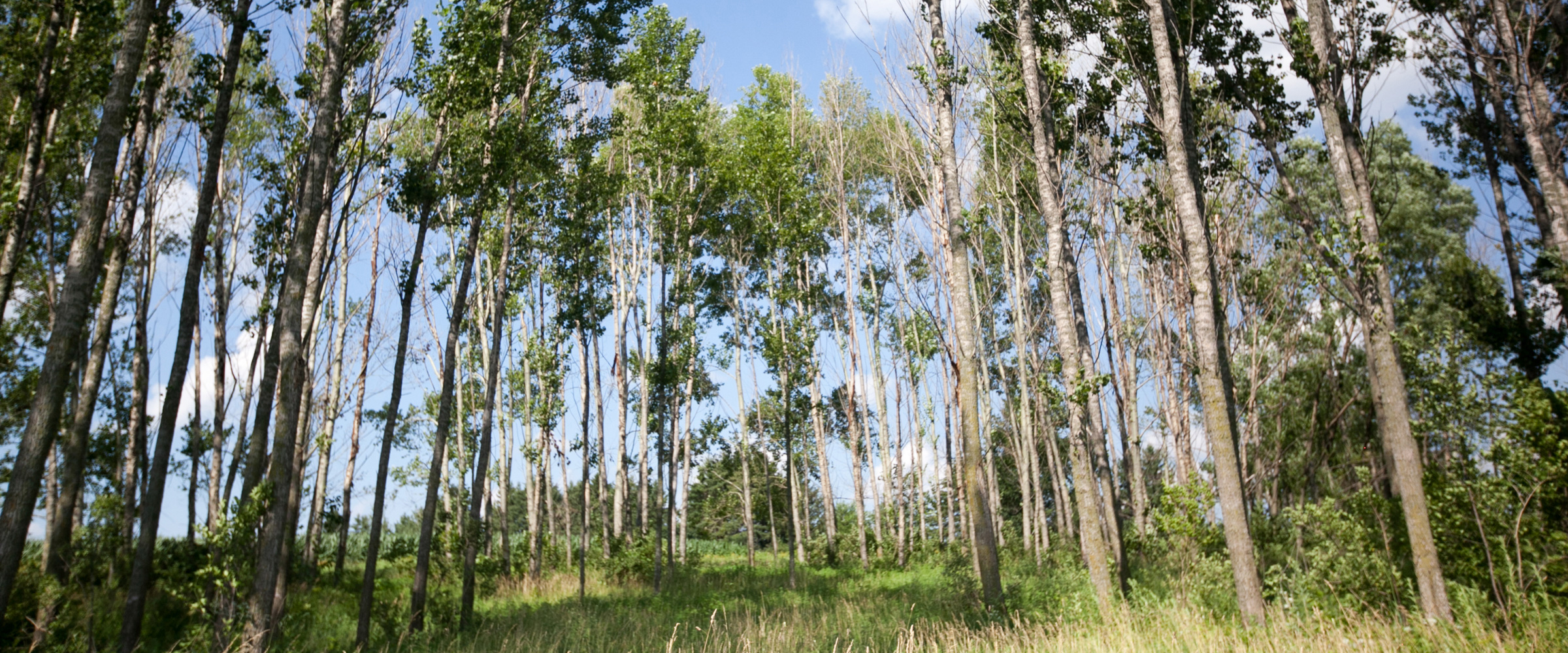 A stand of young poplar trees with thin, pale trunks and green leaves with blue sky in the background