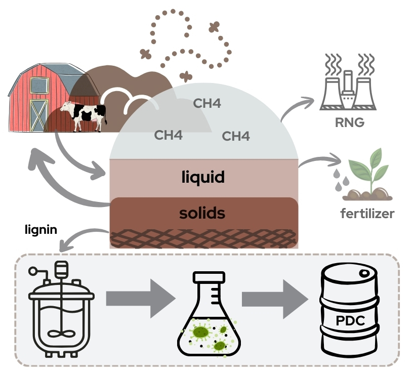 Diagram of a manure-to-products pathway. A dairy cow and barn feed into an anaerobic digester (shown as a dome) that releases CH4 gas, converted to renewable natural gas (RNG), and separates manure into liquid and solid fractions. The liquid fraction is applied as fertilizer, looping back to the farm. The solid fraction yields lignin, which flows into a bioreactor, then a flask containing microbial culture, producing PDC in a labeled barrel.